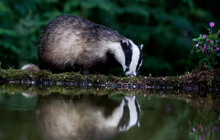 A badger drinks water by the edge of a pond, its reflection visible in the calm surface, captured in stunning 4K Ultra HD detail.