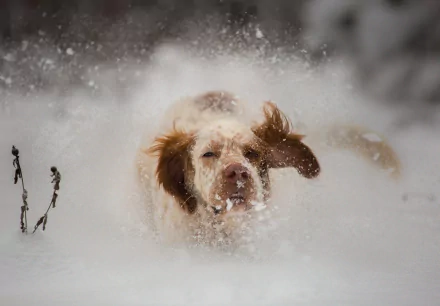 dog Animal spaniel HD Desktop Wallpaper | Background Image