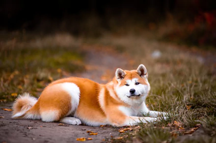 dog Animal akita HD Desktop Wallpaper | Background Image