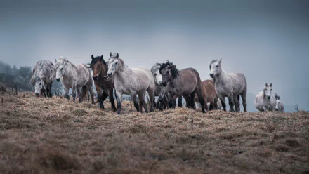 herd Animal horse HD Desktop Wallpaper | Background Image