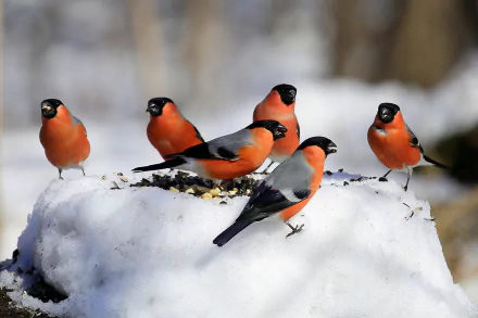 bird snow winter Animal bullfinch HD Desktop Wallpaper | Background Image