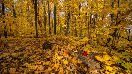 4K Ultra HD PC desktop wallpaper of a nature forest in fall: golden canopy, carpet of yellow leaves across the floor and a single red leaf resting on a fallen log.