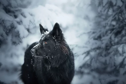 Animal dog Black Dog HD Desktop Wallpaper | Background Image