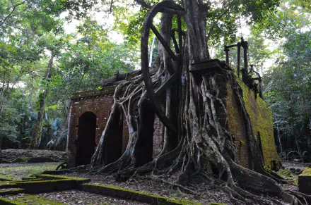 Belize architecture roots tree man made ruin HD Desktop Wallpaper | Background Image