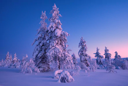 HD PC desktop wallpaper and background: snow-laden fir trees in a tranquil winter nature scene at dawn, pink-blue sky over pristine snow.