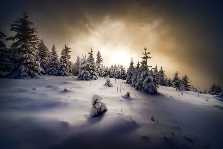 spruce nature snow winter HD Desktop Wallpaper | Background Image