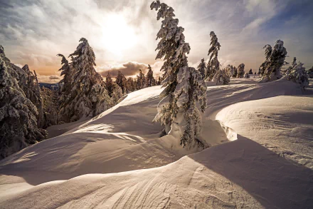 spruce nature snow winter HD Desktop Wallpaper | Background Image