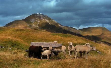 lamb pasture Animal sheep HD Desktop Wallpaper | Background Image