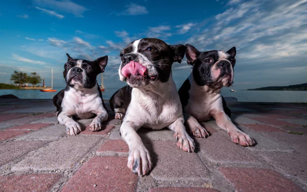 dog Animal Boston Terrier HD Desktop Wallpaper | Background Image
