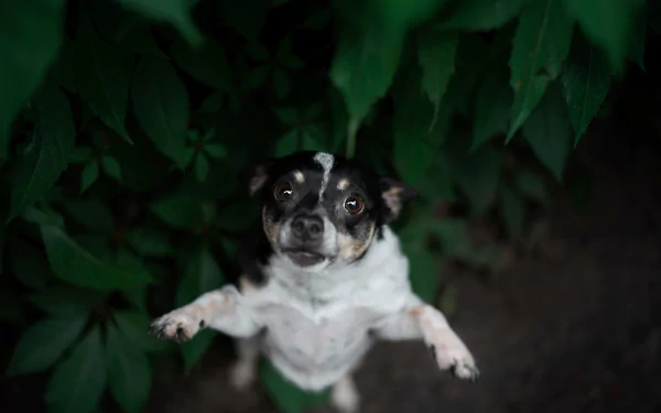 dog Animal chihuahua HD Desktop Wallpaper | Background Image