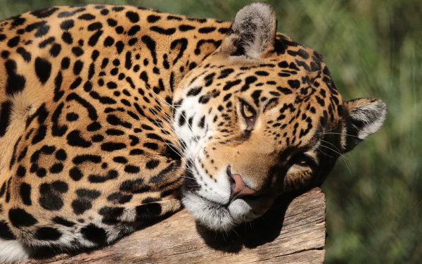 Animal jaguar HD Desktop Wallpaper | Background Image