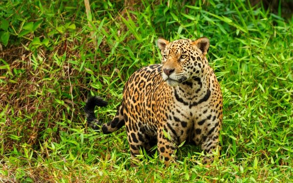Animal Jaguar Cats HD Wallpaper | Background Image