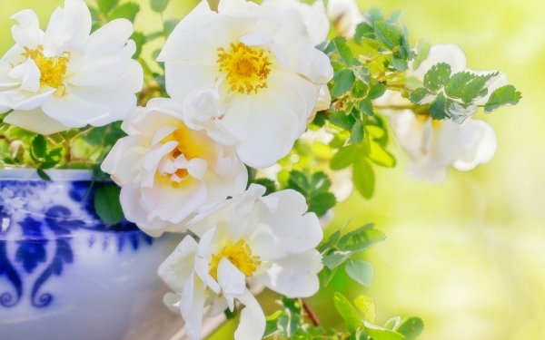 Man Made Flower White Flower Petal Vase HD Wallpaper | Background Image