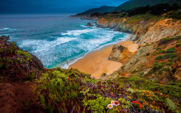 coast ocean flower beach Julia Pfeiffer Burns State Park California pacific ocean nature big sur HD Desktop Wallpaper | Background Image