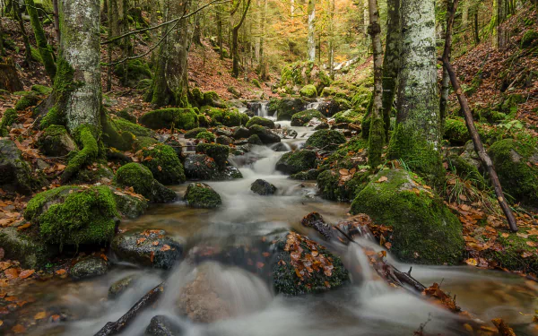 nature stream HD Desktop Wallpaper | Background Image