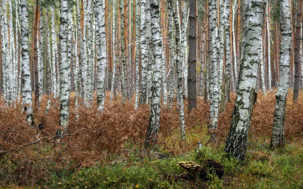 trunk fall nature birch HD Desktop Wallpaper | Background Image