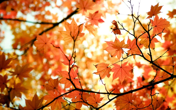 maple leaf nature fall leaf HD Desktop Wallpaper | Background Image
