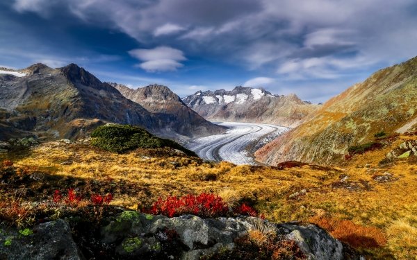 Earth Alps Mountain Mountains Switzerland Alps Flower Mountain Glacier HD Wallpaper | Background Image