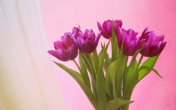 Man Made Flower Bouquet Tulip Purple Flower HD Wallpaper | Background Image