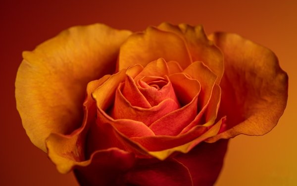 Nature Rose Flowers Flower Orange Rose Macro Petal HD Wallpaper | Background Image