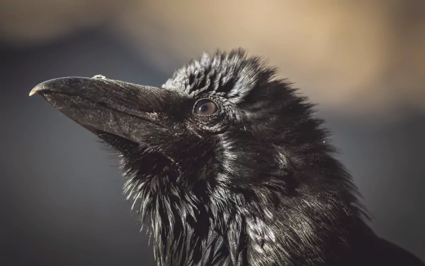 bird Animal crow HD Desktop Wallpaper | Background Image