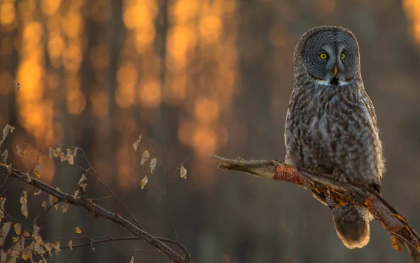 tawny owl bird branch Animal owl HD Desktop Wallpaper | Background Image