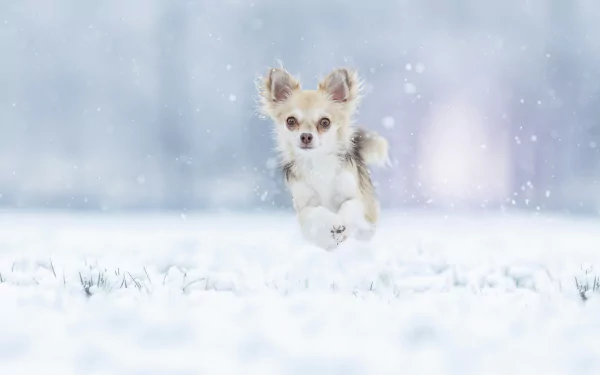 A Chihuahua dog joyfully jumping in a snowy field, captured in a high-definition winter-themed desktop wallpaper.