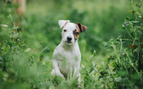 dog Animal jack russell terrier HD Desktop Wallpaper | Background Image