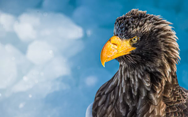 bird of prey eagle bird Animal Steller's Sea Eagle HD Desktop Wallpaper | Background Image