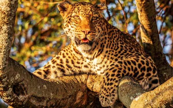 trunk Animal leopard HD Desktop Wallpaper | Background Image