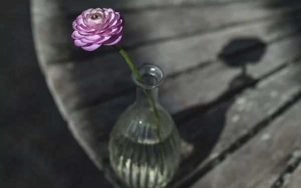 buttercup vase man made flower HD Desktop Wallpaper | Background Image
