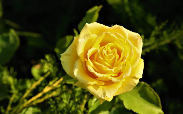yellow flower yellow rose flower nature rose HD Desktop Wallpaper | Background Image
