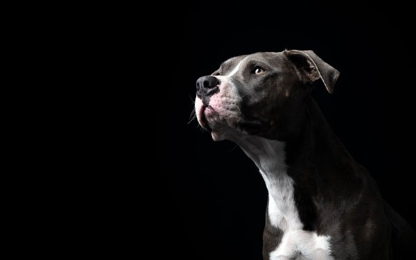 Animal Bull Terrier Dogs Staffordshire Bull Terrier HD Wallpaper | Background Image