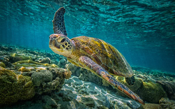 A vibrant 4K Ultra HD underwater view of a sea turtle swimming over coral, showcasing diverse sea life in crystal-clear ocean waters.