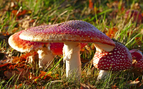 fly agaric macro grass nature mushroom HD Desktop Wallpaper | Background Image