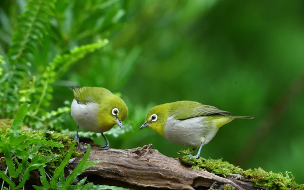 Animal Japanese white-eye HD Desktop Wallpaper | Background Image
