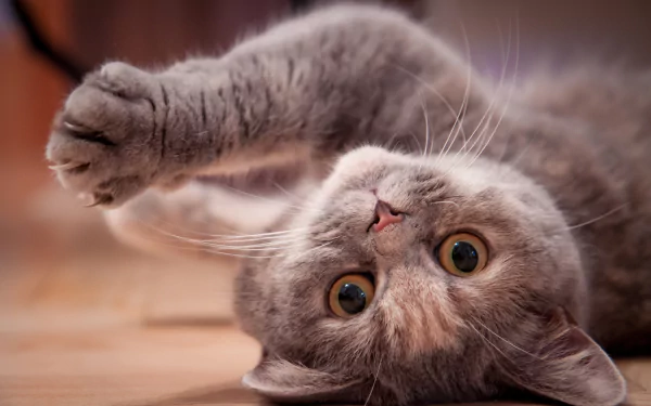 paw kitten Animal British Shorthair HD Desktop Wallpaper | Background Image