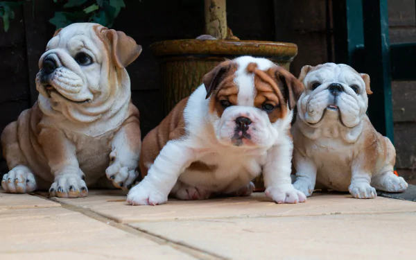 bulldog puppy baby animal dog Animal english bulldog HD Desktop Wallpaper | Background Image