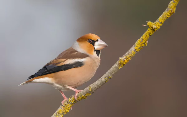 Hawfinch (bird, animal) perched on a lichen-covered branch against a soft blurred background — 2K Quad HD PC desktop wallpaper/background