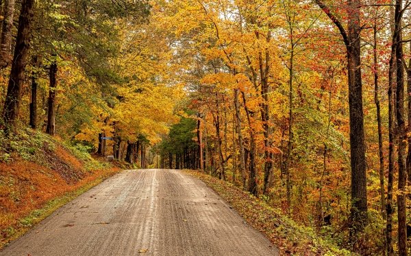 Man Made Road Fall Forest Virginia HD Wallpaper | Background Image