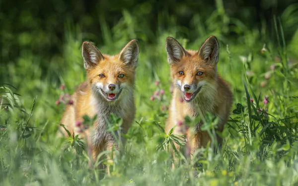 Two foxes standing in lush green grass, captured in vivid detail for an 8K Ultra HD PC desktop wallpaper and background.