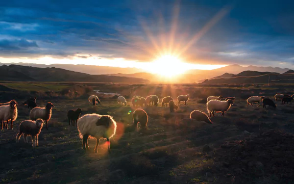 Animal sheep HD Desktop Wallpaper | Background Image