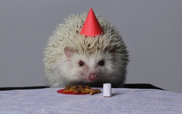 Animal Hedgehog Candle Birthday HD Wallpaper | Background Image