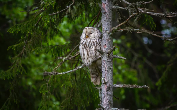 trunk bird tawny owl branch Animal owl HD Desktop Wallpaper | Background Image