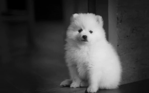 Black & White puppy dog Animal spitz HD Desktop Wallpaper | Background Image