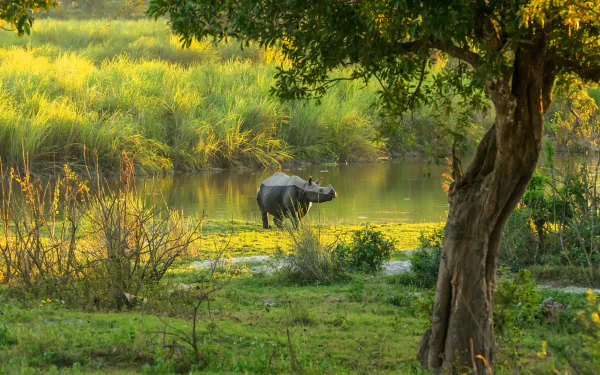 pond Animal rhino HD Desktop Wallpaper | Background Image