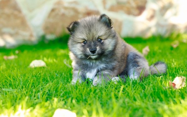 Animal Pomeranian Dogs Dog Puppy HD Wallpaper | Background Image