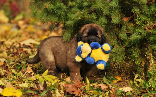 Animal Leonberger HD Desktop Wallpaper | Background Image