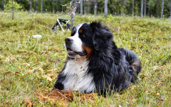 Animal bernese mountain dog HD Desktop Wallpaper | Background Image