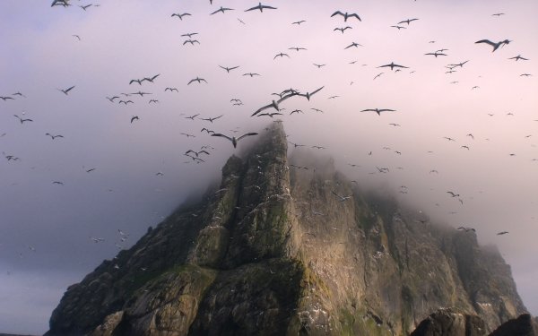 Animal Bird Birds Flock Of Birds Island Seagull Scotland Cliff HD Wallpaper | Background Image